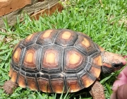 Jabuti Tinga 6