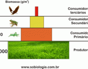Pirâmide Ecológica 3