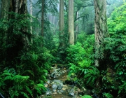 Tipos de Ecossistemas 3