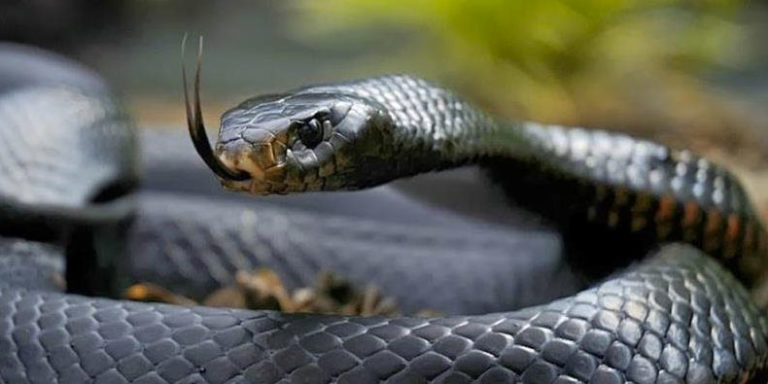 A Letal Cobra da Morte