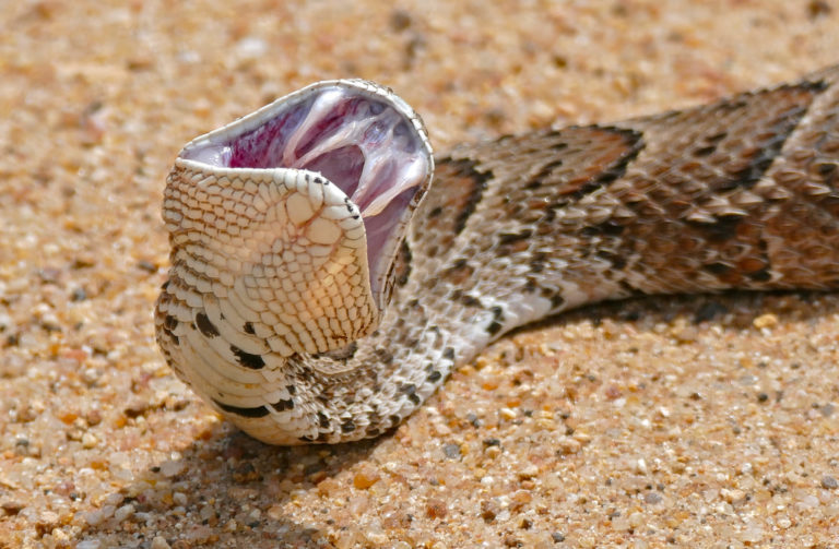 O veneno da Biúta, encontrada no continente africano, é capaz de matar um adulto em até 24 horas!