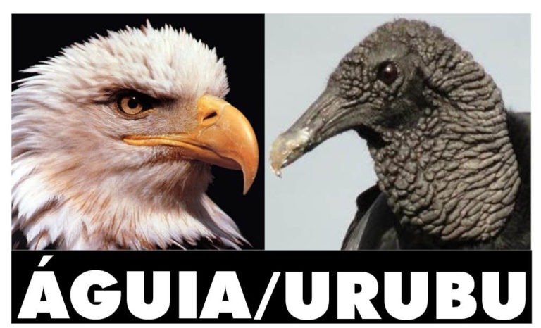 Águia e Urubu se Encarando em Imagem