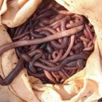 Saco Cheio de Minhocuçu