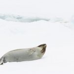 Foca-de-Ross na Neve