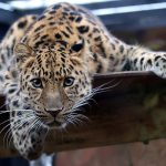 Leopardo de Amur em Cativeiro