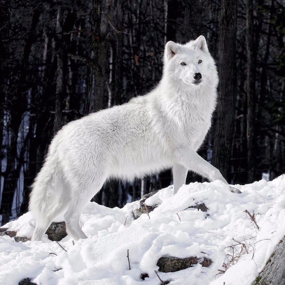 Lobo Branco: Características