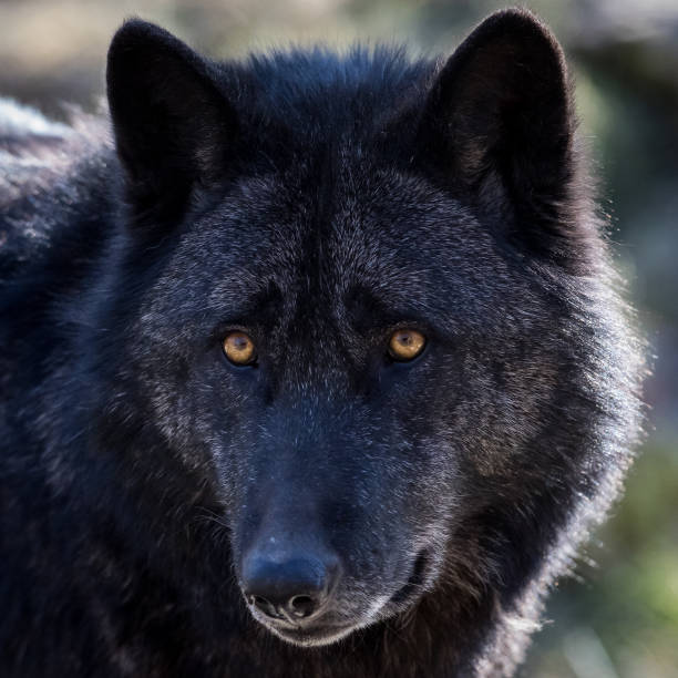 Lobo Preto: Características