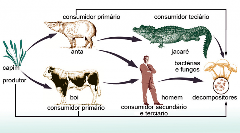 Cadeia Alimentar do Homem