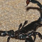 Escorpião Preto Andando em Terras Asiáticas