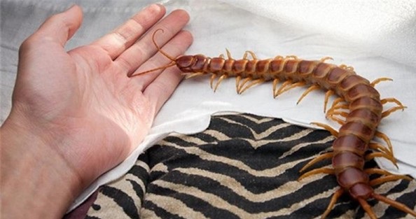Lacraia É Venenosa? Ela É Perigosa?
