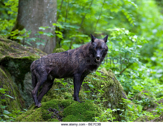 Lobo Canadense Oriental Características