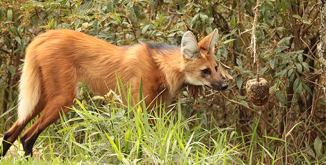 Por Que o Lobo Guará Está em Risco de Extinção? E Como Ajuda-lo?