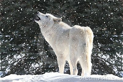 Lobo da Neve: Características