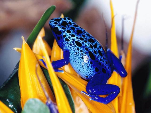 Sapo Azul Brasileiro: Características, Habitat e Veneno do Dendrobates azureus