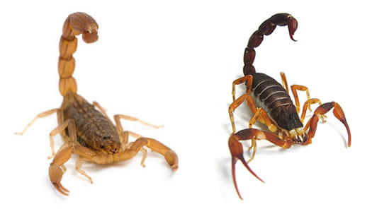 Escorpião Marrom Características e Fotos