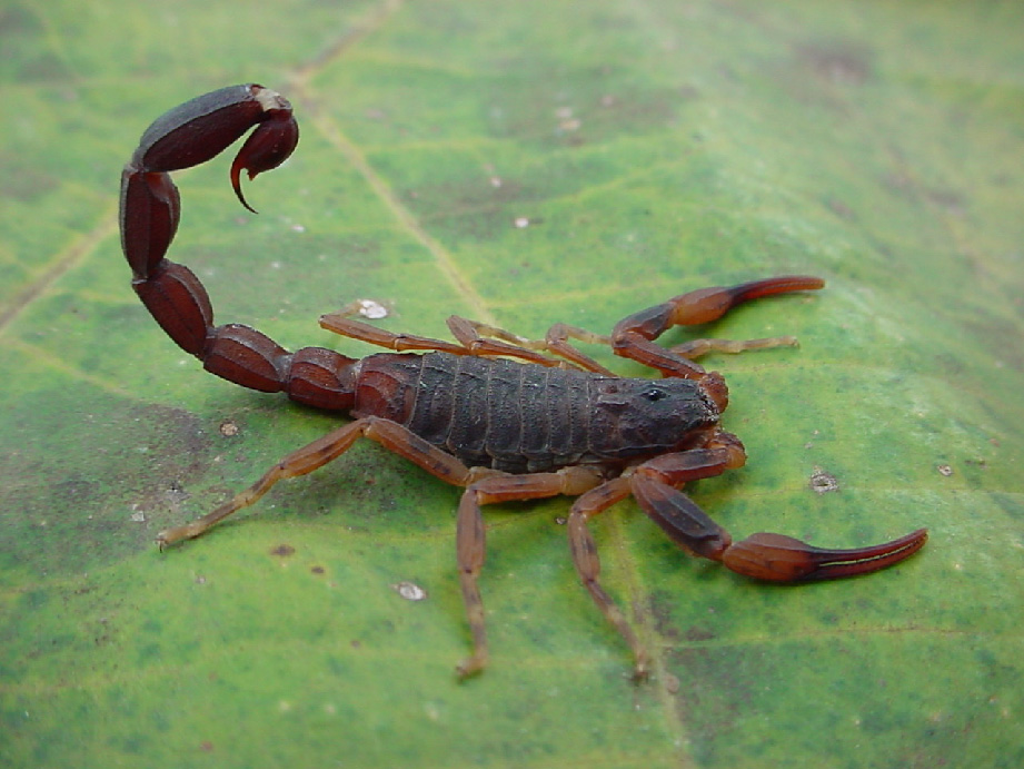 Características Do Animal Escorpião
