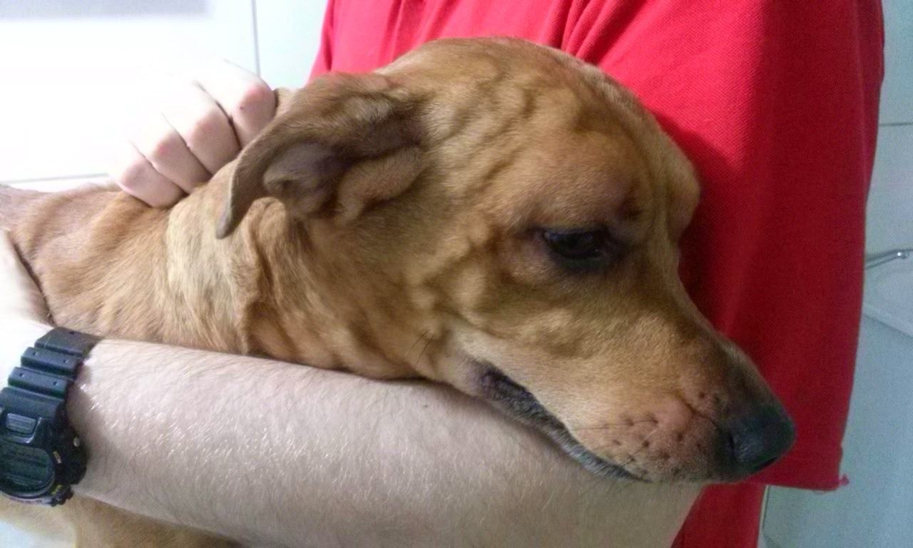 Lacraia É Venenosa Para Cachorros?