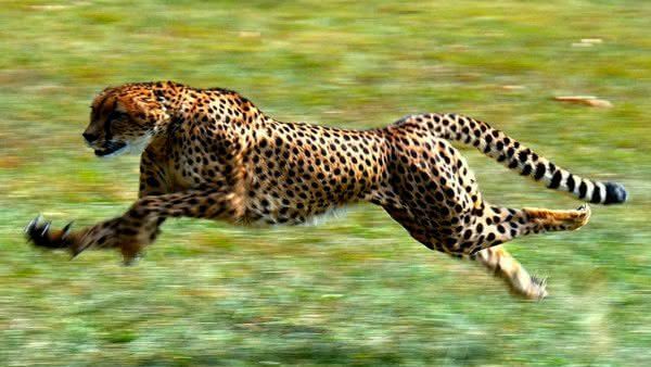 Diferenças Entre Leopardo e Guepardo