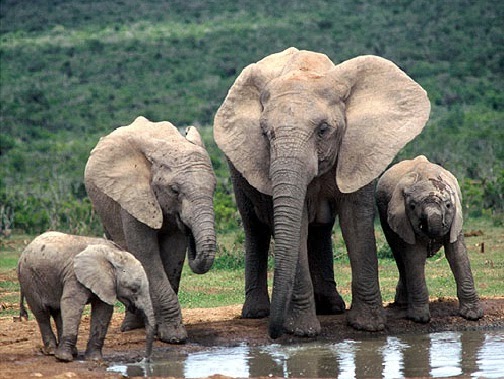 Elefante da Savana Curiosidades e Fatos Interessantes