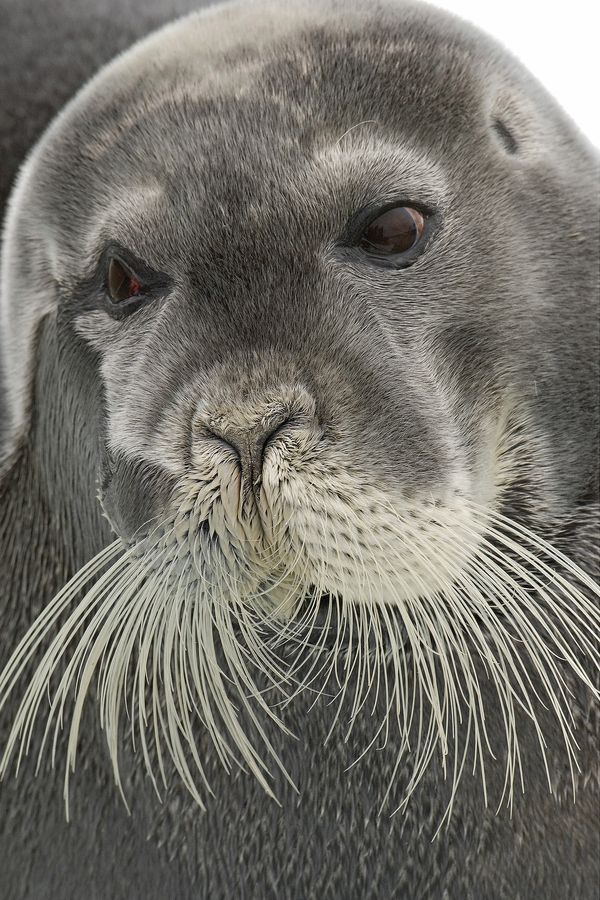 Foca Barbuda Características