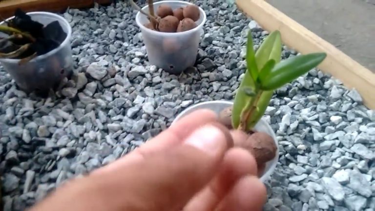 Jardim Decorado Com Pedra Brita