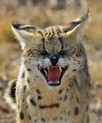 Diferenças Entre Serval e Jaguatirica