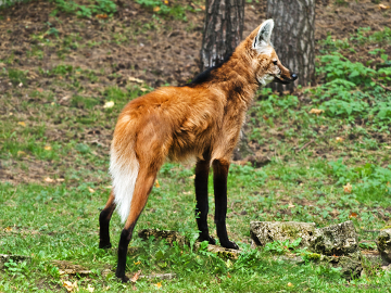Lobo-Guará: Curiosidades e Fotos