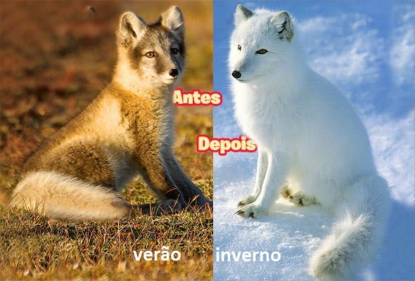 Por Que a Raposa do Ártico Muda de Cor?