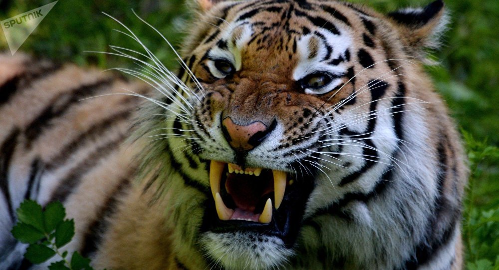 Tigre Siberiano: Alimentação, Peso, Curiosidades, Extinção e Fotos
