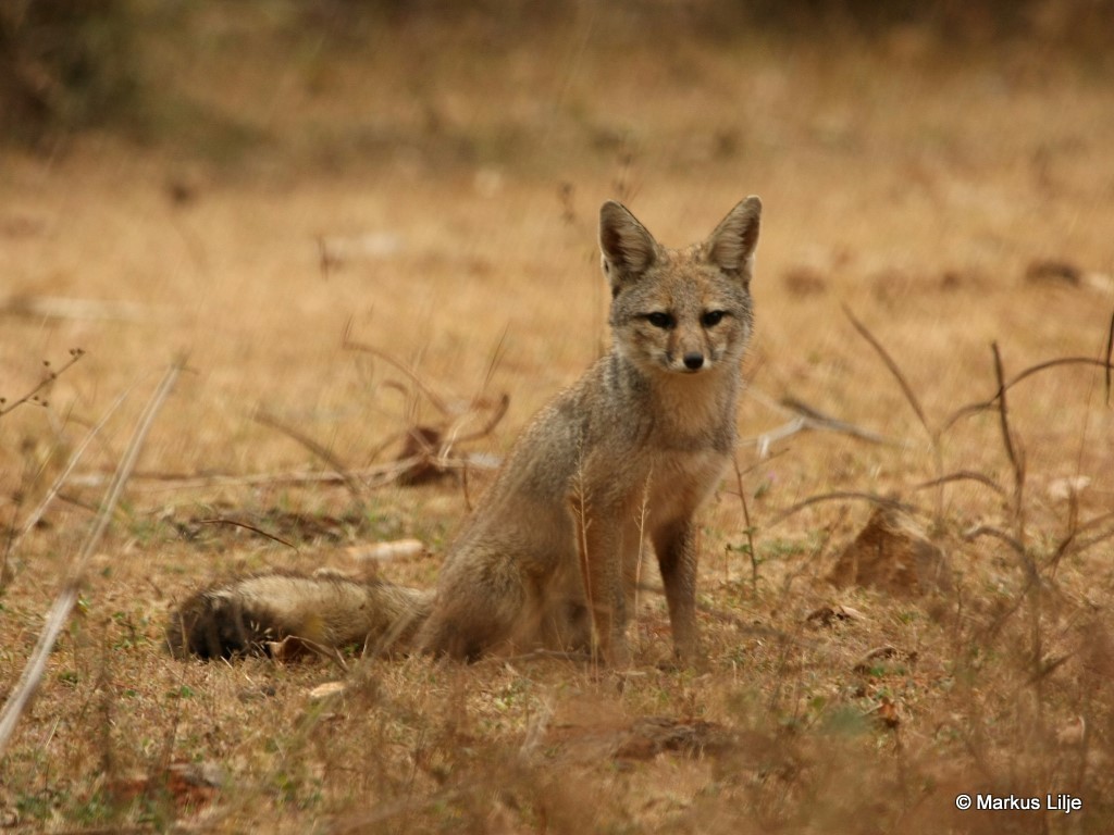 Raposa de Bengala Características e Fotos