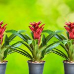 Bromélias Guzmânia Vermelha Plantadas em Vasos