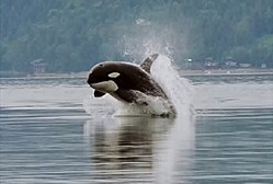 Foca Leopardo vs Orca