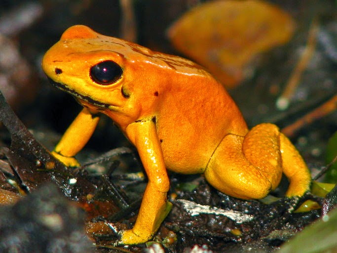 Sapo Amarelo é Venenoso? Phyllobates Terribilis e suas Particularidades