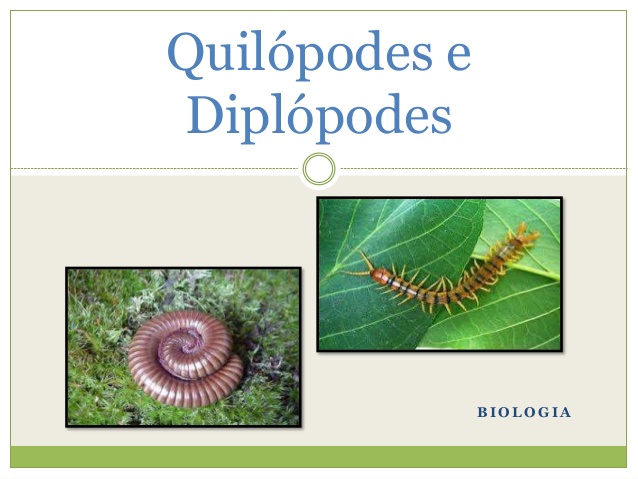 Importância Econômica dos Quilópodes e Diplópodes