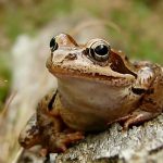 Rana Temporaria