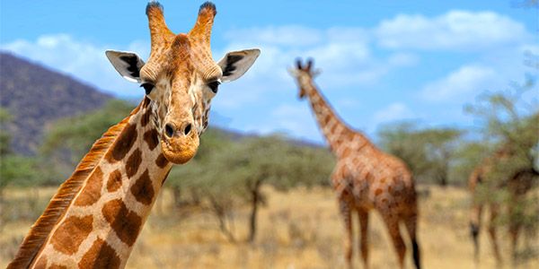 Comportamento da Girafa, Hábitos e Modo de Vida