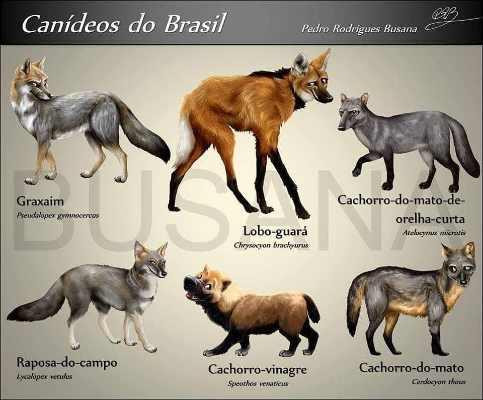 Canídeos Brasileiros com Fotos e Características