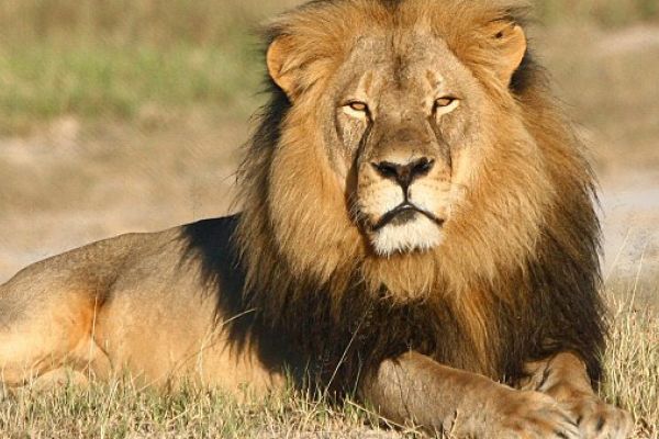 Tudo Sobre o Animal Leão Com Fotos