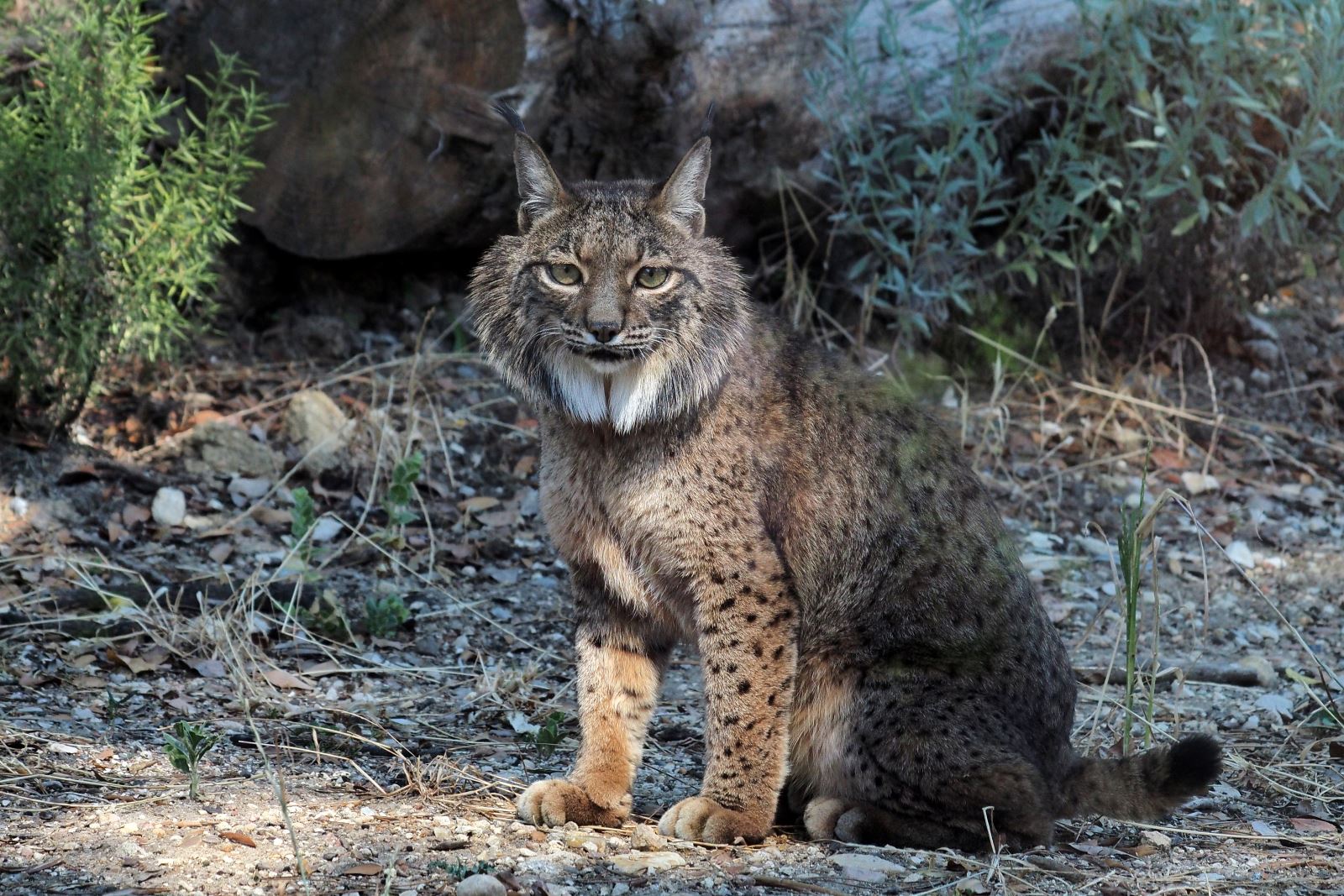 Lince-Ibérico: Fotos, Curiosidades, Extinção e Nome Cientifico