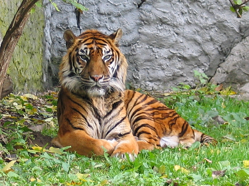 Características do Tigre e Fotos