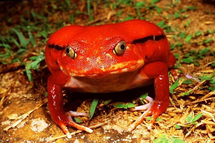 Sapo Vermelho Grande: O Sapo Tomate