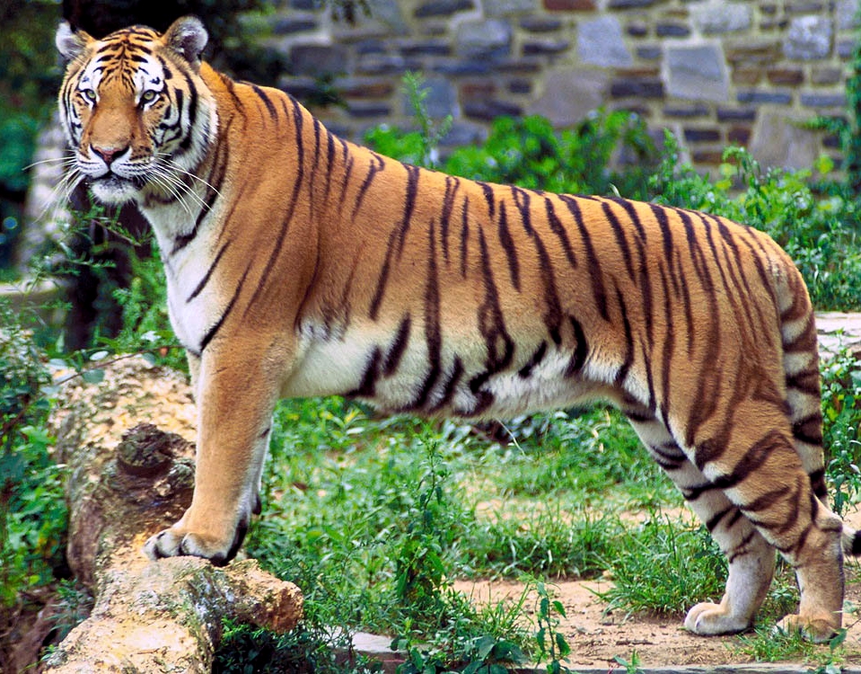 Tigre-Malaio: Características, Fotos e Nome Científico