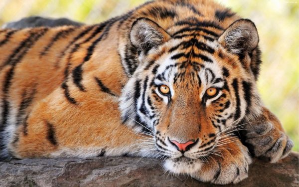 Tipos de Tigres e Espécies Representativas com Fotos