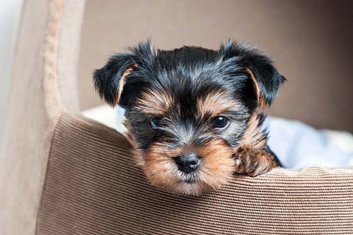 Raças de Cachorro Pequenos, Fofos e Peludos Para Apartamento