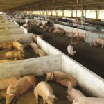 Brasil 4o exportador de carne suína no mundo