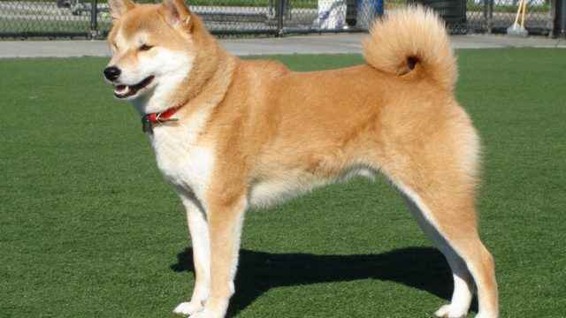Cachorro Akita Como Cão de Guarda é Bom?