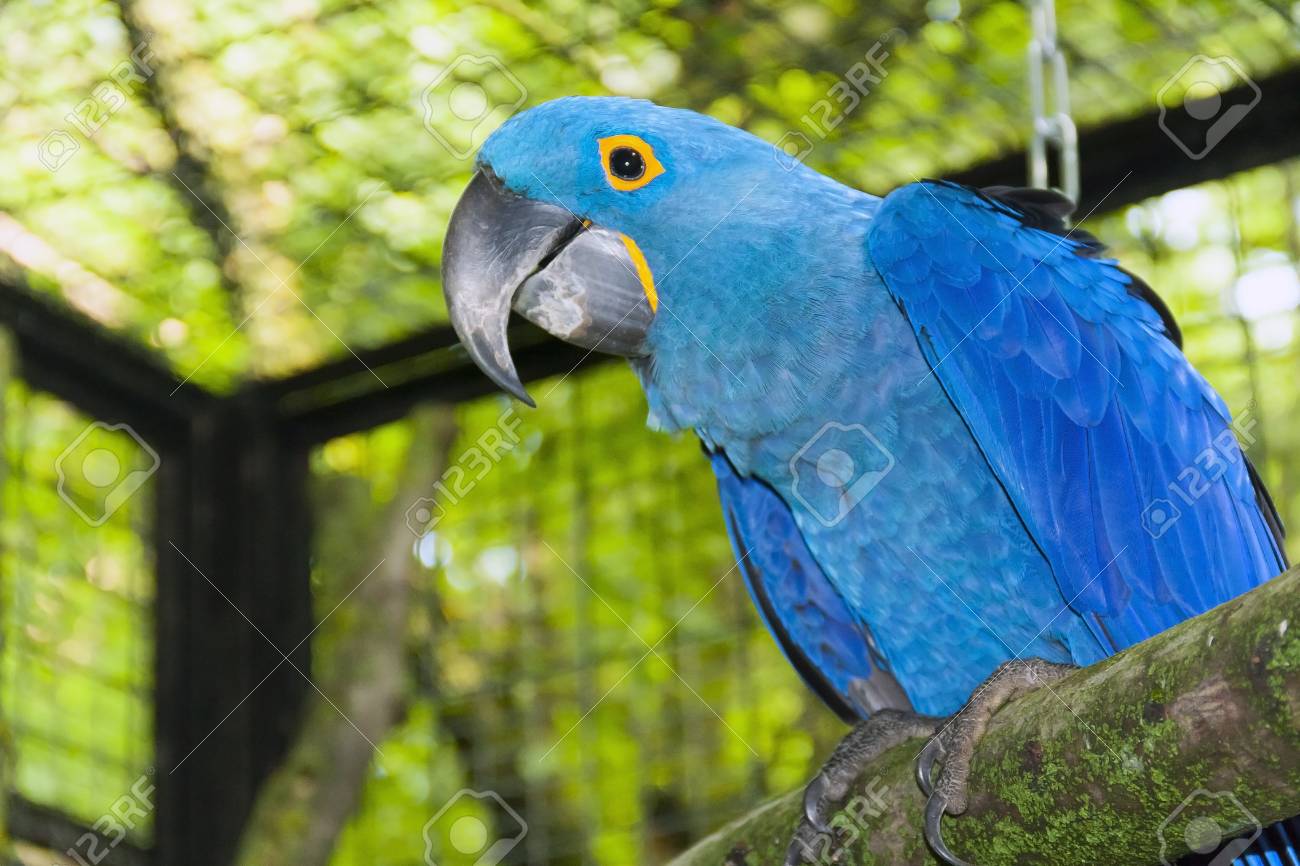 Arara Azul Grande: Curiosidades, Fotos e Nome Científico