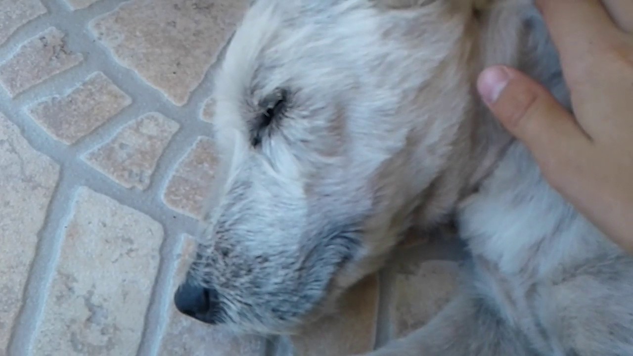 Cachorro Sabe Quando vai Morrer? Por que Ficam Tristes?