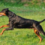 Doberman