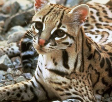 Jaguatirica Preta, Cinza, Pintada e Parda: Características e Fotos